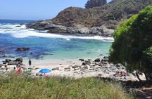 Full-Day Coastal Escape: Beaches, Penguins & Seaside Towns