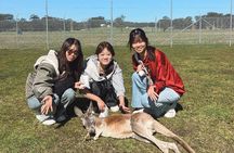 Newcastle: Port Stephens Dolphin Cruise & Wildlife Day Tour