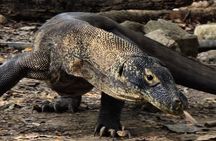 Komodo Shore Excursion From Cruise Ship