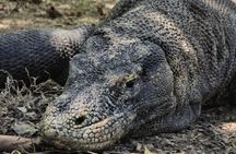 Komodo Shore Excursion From Cruise Ship
