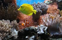 Sharm El-Sheikh: Luxury Ras Mohammed & White Island Cruise