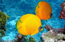 Luxury Yacht: Ras Mohammed & White Island, Lunch & Snorkel