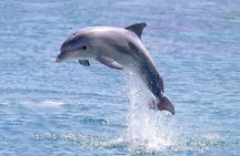 Swim with Dolphins (15 Minutes) + Transfer – Sharm El Sheikh