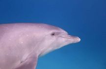 Swim with Dolphins (15 Minutes) + Transfer – Sharm El Sheikh