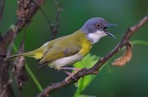Birdwatching Adventure a Day in Kigali Rwanda