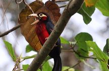 Birdwatching Adventure a Day in Kigali Rwanda