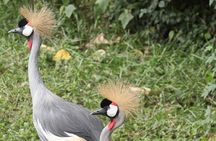 Birdwatching Adventure a Day in Kigali Rwanda