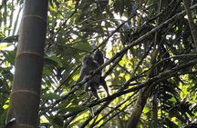Jungle Trekking at Mt. Batukaru, scenic Waterfall & village life