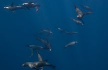 Sea Lion Snorkel Adventure at Espíritu Santo Island