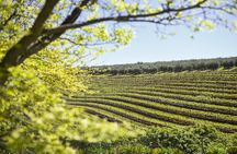 Constantia Half-Day Wine Tour & Tastings