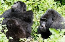 3 Days Gorilla Trekking Safari in Bwindi