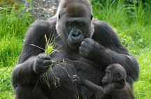 3 Days Gorilla Trekking Safari in Bwindi