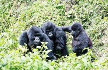3 Days Gorilla Trekking Safari in Bwindi