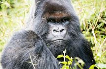 3 Days Gorilla Trekking Safari in Bwindi