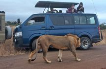 Nairobi National Park Half-Day Game Drive Guided Tour