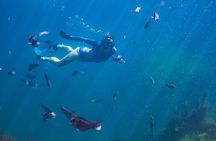 Coromandel Adventure and Wildlife Boat Tour to Aldermen Islands 