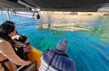Cathedral Cove 2 Hour Guided Tour Explore Marine Wonders