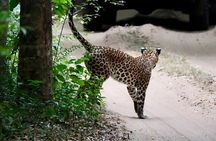 From Anuradhapura : Wilpattu Wild Haven Full-Day Safari