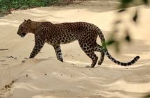 From Anuradhapura : Wilpattu Wild Haven Full-Day Safari