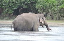 From Anuradhapura : Wilpattu Wild Haven Full-Day Safari