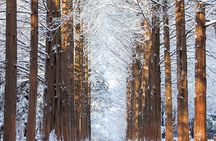 Eobi Valley(Winter), Strawberry, Nami Island & Railbike fr Seoul