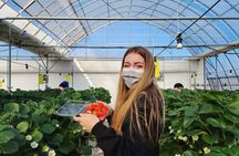 Eobi Valley(Winter), Strawberry, Nami Island & Railbike fr Seoul