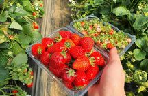 Eobi Valley(Winter), Strawberry, Nami Island & Railbike fr Seoul