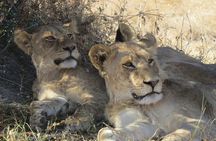 Full Day Hwange National Park Safari from Victoria Falls