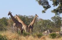 Full Day Hwange National Park Safari from Victoria Falls