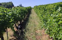 Gaillac Small Group Wine Tour from Toulouse
