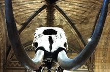 London Natural History Museum Private Walking Tour