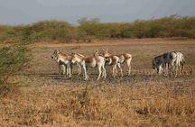 3 day private tour of Rann of Kutch from Ahmedabad