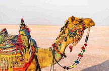 3 day private tour of Rann of Kutch from Ahmedabad
