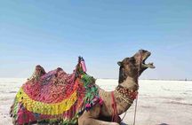 3 day private tour of Rann of Kutch from Ahmedabad