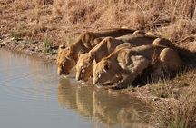 3 Day Private Tour of Gir Forest to Meet the Asiatic Lion