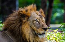 3 Day Private Tour of Gir Forest to Meet the Asiatic Lion