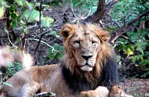 3 Day Private Tour of Gir Forest to Meet the Asiatic Lion