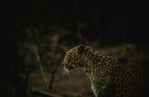 3 Day Private Tour of Gir Forest to Meet the Asiatic Lion