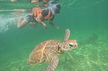 Sea Turtle Snorkeling in Akumal
