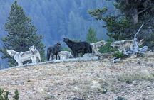 Private Wildlife Safari from West Yellowstone with Lunch