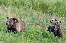 Private Wildlife Safari from West Yellowstone with Lunch