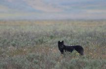 Private Wildlife Safari from West Yellowstone with Lunch