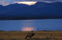 Yellowstone Privately Guided Safari at Sunset