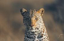 Chobe Day Trip with Lunch from Victoria Falls