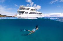 Dolphin & Tangalooma Wrecks Snorkel Cruise & Lunch - Gold Coast 