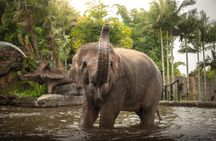 Australia Zoo Private Group Tour from Brisbane