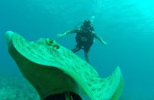 Catalina Island Diving