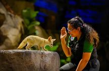 Night Safari Singapore Skip the Line Tickets with Tram Ride