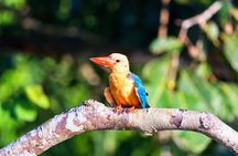 Sandakan: Gomantong Cave Echoes and Kinabatangan Cruise