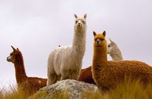 Archaeological Ruins and Ingapirca and Gualaceo and Chordeleg 360